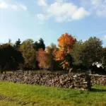 Hvordan kan jeg bedst tørre mit brænde, før jeg lægger det i min brændeskur?